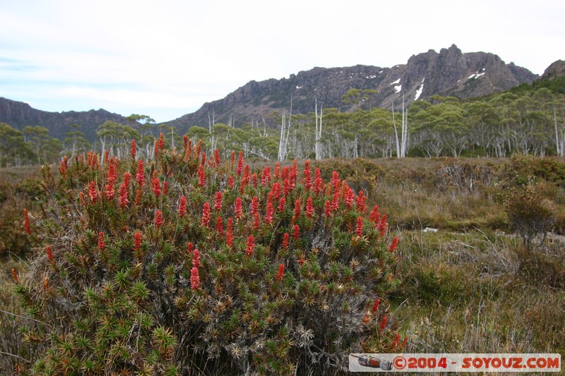 Overland Track - Pelion Gap
Mots-clés: fleur
