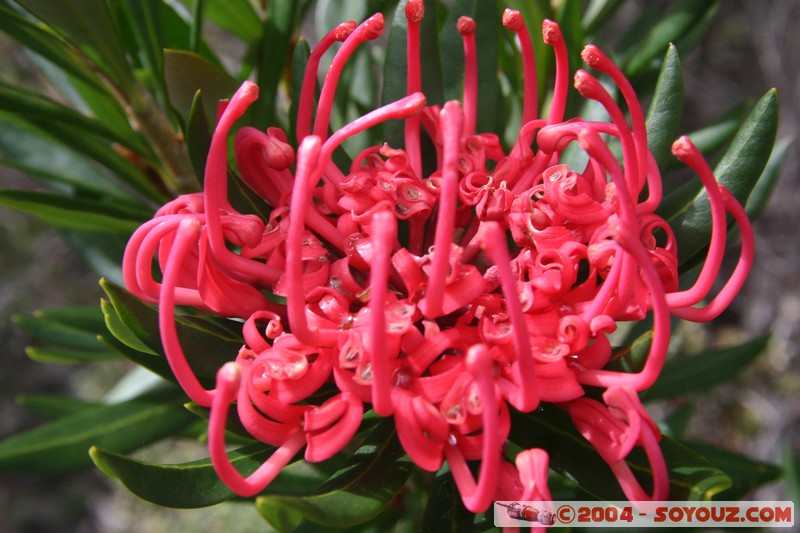 Overland Track
Mots-clés: fleur