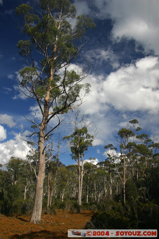 Overland Track
