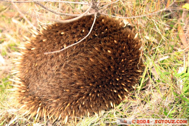 Overland Track - Echidna
Mots-clés: animals animals Australia Echidna