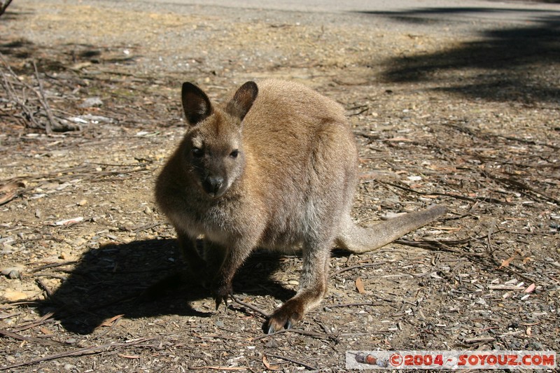Overland Track - Wallaby
Mots-clés: animals animals Australia Wallaby