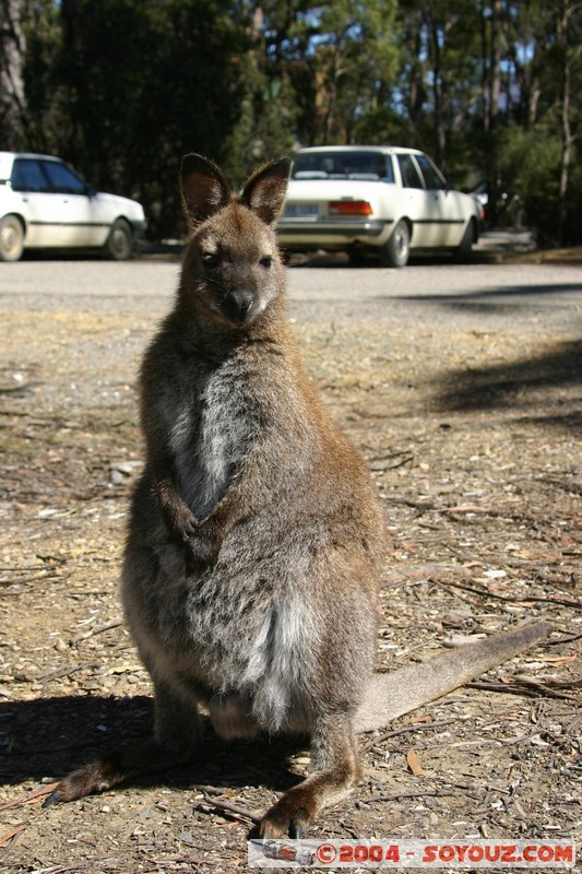 Overland Track - Wallaby
Mots-clés: animals animals Australia Wallaby
