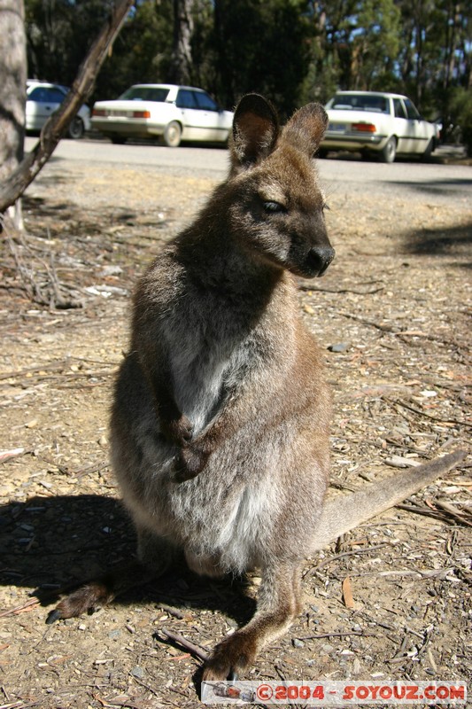 Overland Track - Wallaby
Mots-clés: animals animals Australia Wallaby