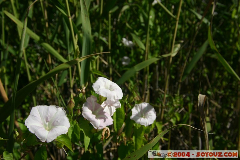 Tamar Island Wetlands park
