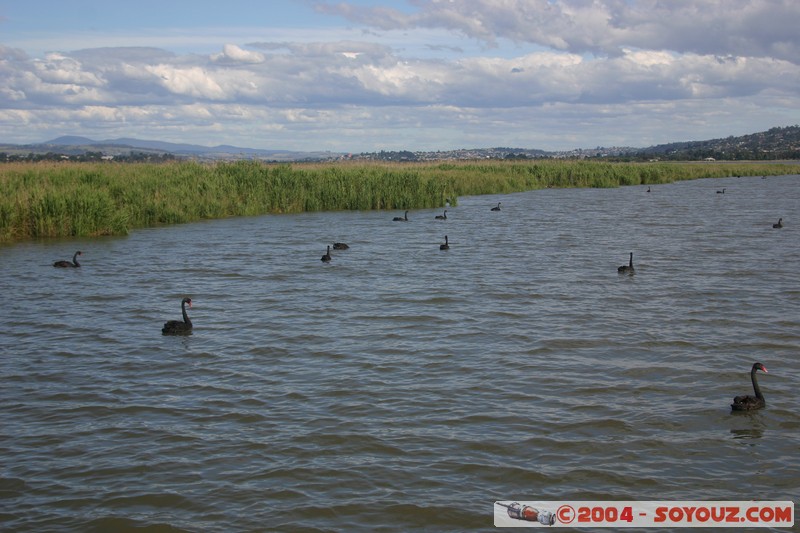 Tamar Island Wetlands park - Cygne
Mots-clés: oiseau Cygne