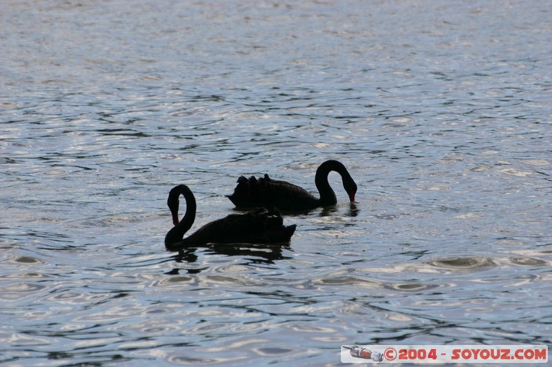 Tamar Island Wetlands park - Cygne
Mots-clés: oiseau Cygne