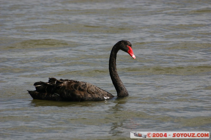 Tamar Island Wetlands park - Cygne
Mots-clés: oiseau Cygne
