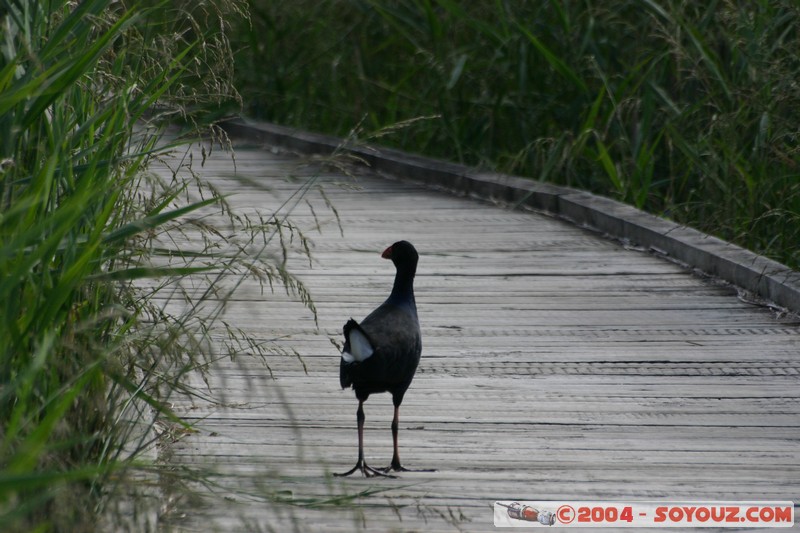 Tamar Island Wetlands park - Purple swamphen
Mots-clés: oiseau Purple swamphen
