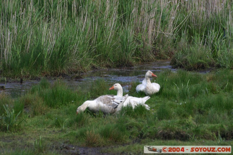 Tamar Island Wetlands park
Mots-clés: oiseau oie
