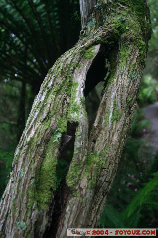 North East Trail - St Colombia Falls
