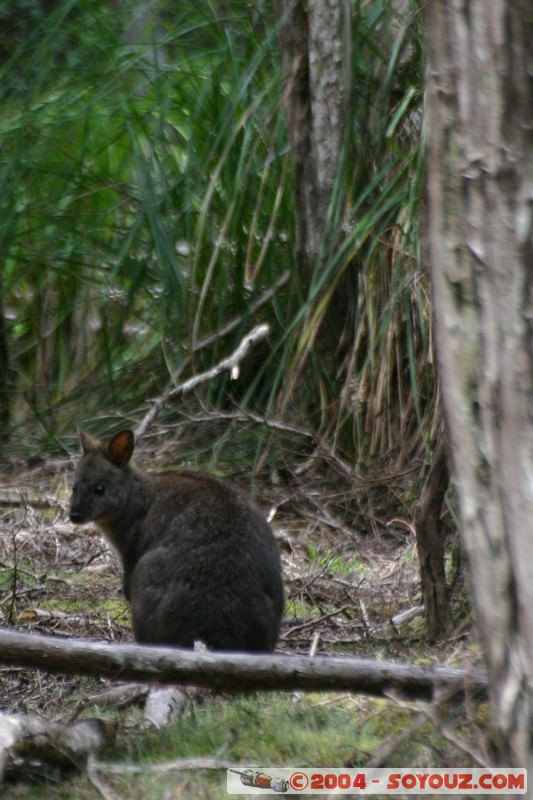 North East Trail - Ralphs Falls - Wallaby
Mots-clés: animals animals Australia Wallaby