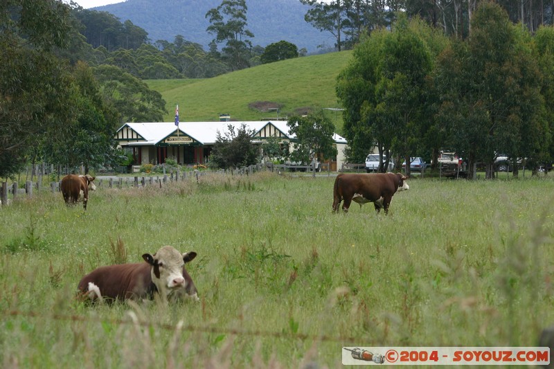 North East Trail - Pub in the Paddock
Mots-clés: animals vaches