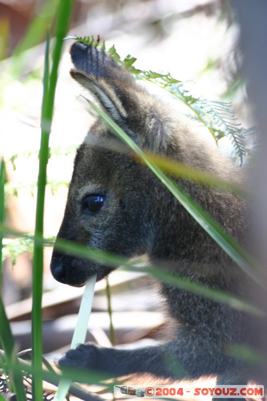 Freycinet National Park - Wallaby
Mots-clés: animals animals Australia Wallaby