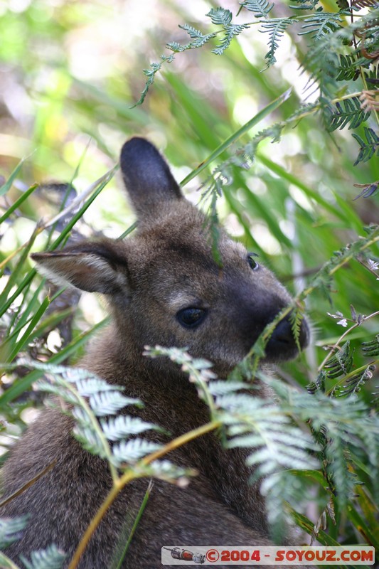Freycinet National Park - Wallaby
Mots-clés: animals animals Australia Wallaby