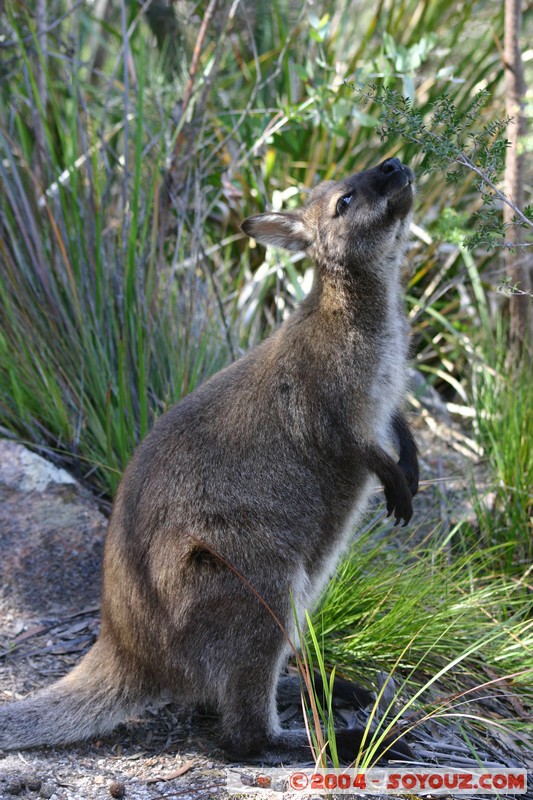 Freycinet National Park - Wallaby
Mots-clés: animals animals Australia Wallaby