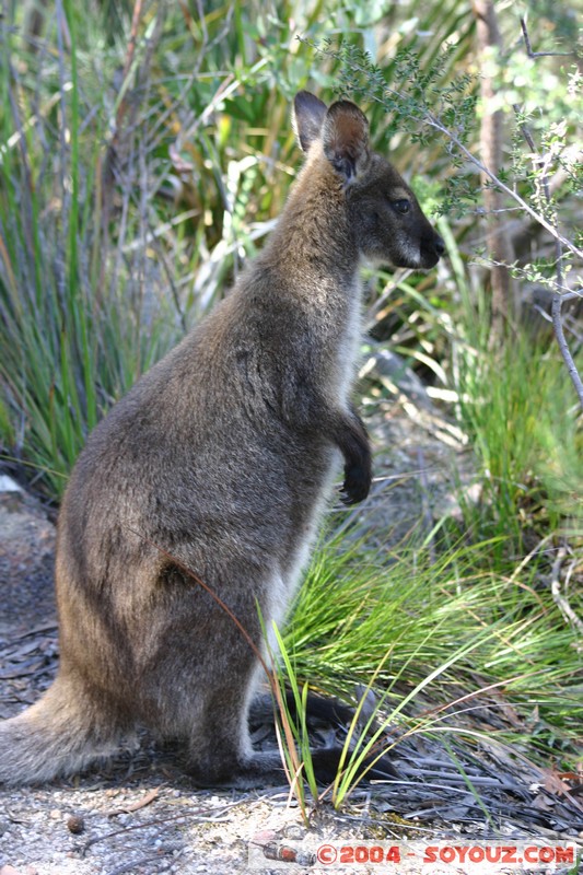 Freycinet National Park - Wallaby
Mots-clés: animals animals Australia Wallaby