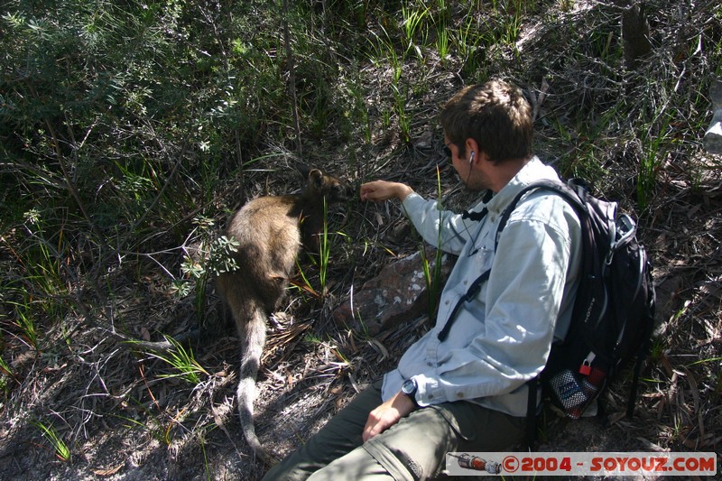 Freycinet National Park - Wallaby
Mots-clés: animals animals Australia Wallaby