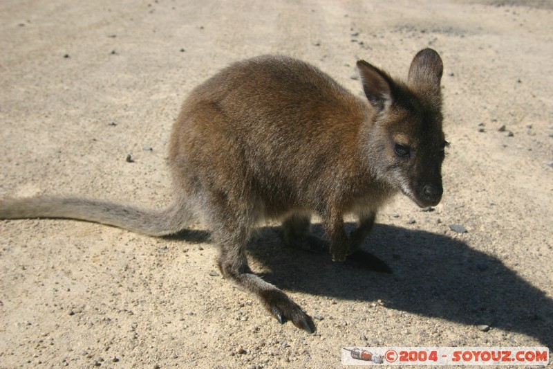 Freycinet National Park - Wallaby
Mots-clés: animals animals Australia Wallaby