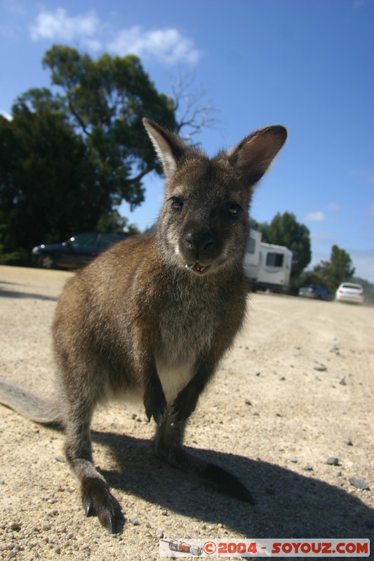 Freycinet National Park - Wallaby
Mots-clés: animals animals Australia Wallaby