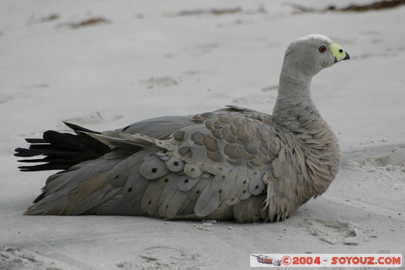 Maria Island - Cape Barren Goose
Mots-clés: animals oiseau Cape Barren Goose