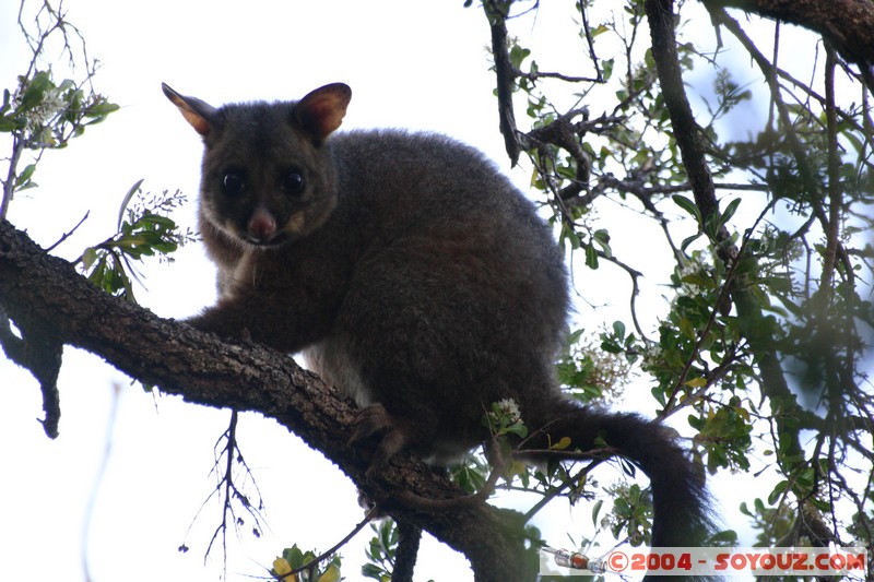 Tasman Peninsula - Brushtail Possum
Mots-clés: animals animals Australia Brushtail Possum