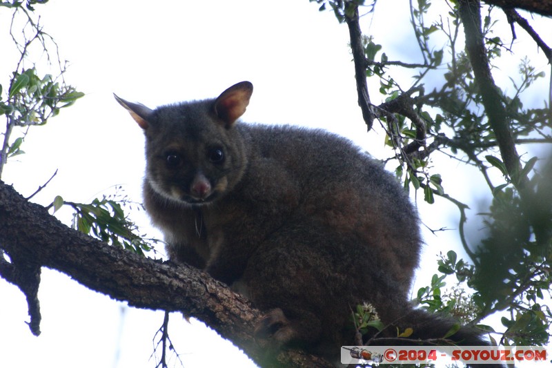 Tasman Peninsula - Brushtail Possum
Mots-clés: animals animals Australia Brushtail Possum