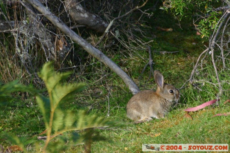 Tasman Peninsula - Coal Mines Historic Site - Lapin
Mots-clés: animals Lapin