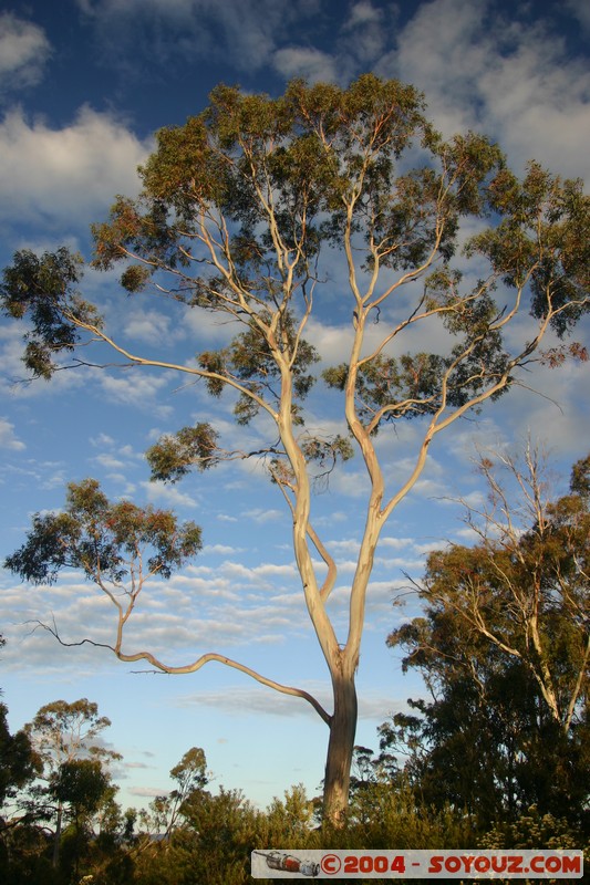 Tasman Peninsula - Coal Mines Historic Site
Mots-clés: sunset