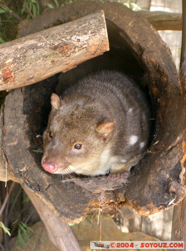 Australian animals - Tiger Quoll
Mots-clés: animals animals Australia Tiger Quoll