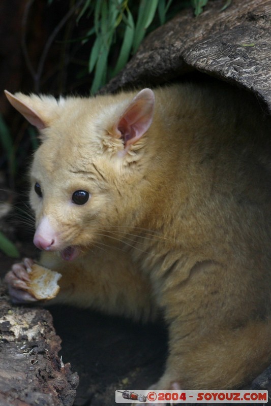 Australian animals - Golden Brushtail Possum
Mots-clés: animals animals Australia Golden Brushtail Possum Possum