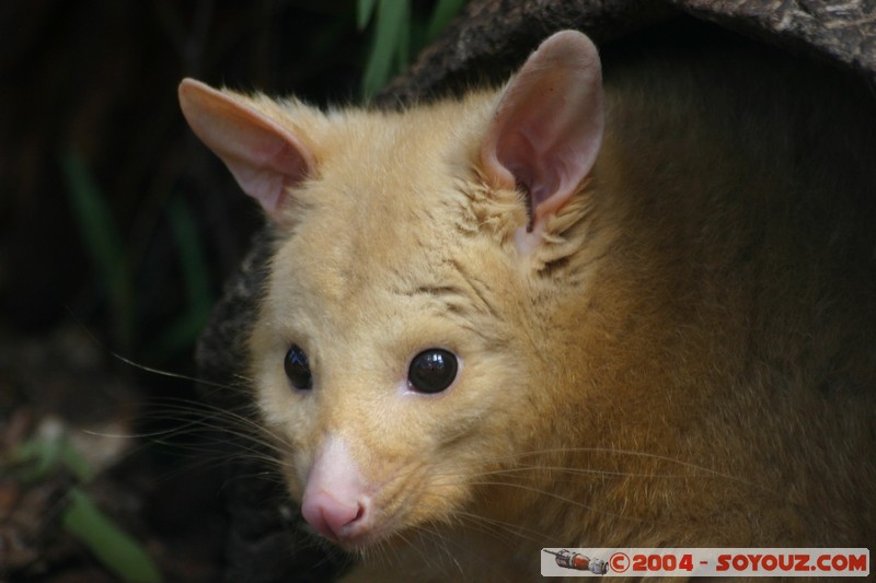 Australian animals - Golden Brushtail Possum
Mots-clés: animals animals Australia Golden Brushtail Possum Possum