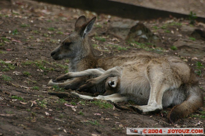 Australian animals - Kangaroo
Mots-clés: animals animals Australia Kangaroo kangourou