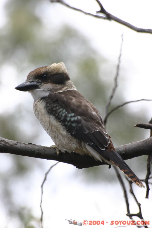 Australian animals - Kookaburra
Mots-clés: animals animals Australia Kookaburra oiseau
