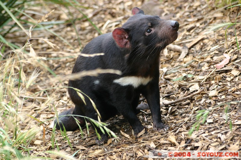 Australian animals - Tasmanian Devil
Mots-clés: animals animals Australia Tasmanian Devil Diable de Tasmanie
