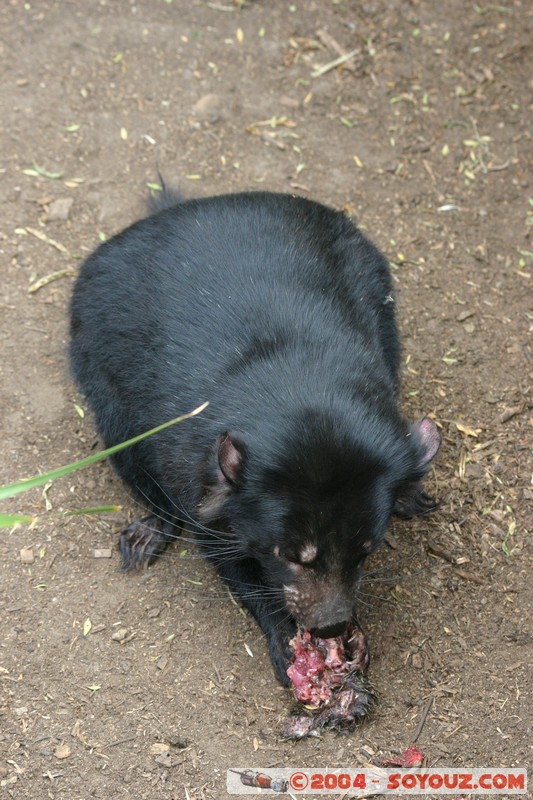 Australian animals - Tasmanian Devil
Mots-clés: animals animals Australia Tasmanian Devil Diable de Tasmanie