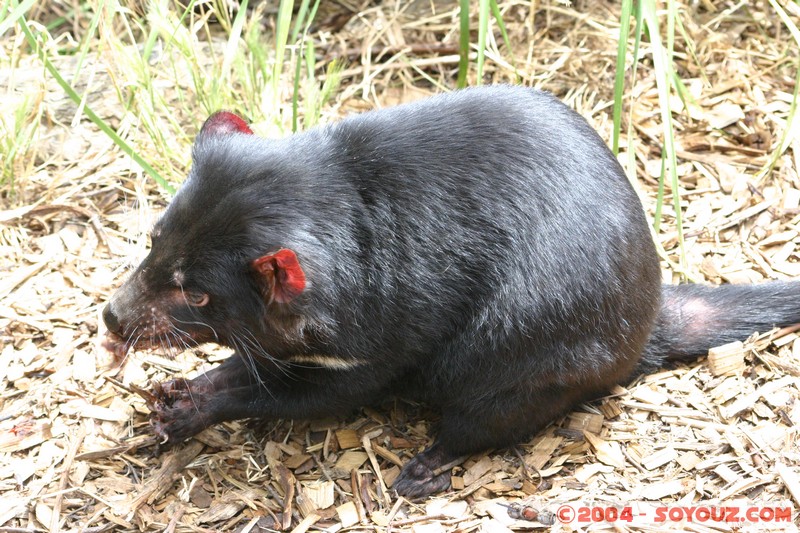 Australian animals - Tasmanian Devil
Mots-clés: animals animals Australia Tasmanian Devil Diable de Tasmanie