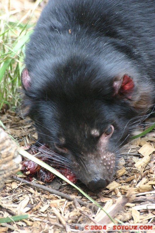 Australian animals - Tasmanian Devil
Mots-clés: animals animals Australia Tasmanian Devil Diable de Tasmanie