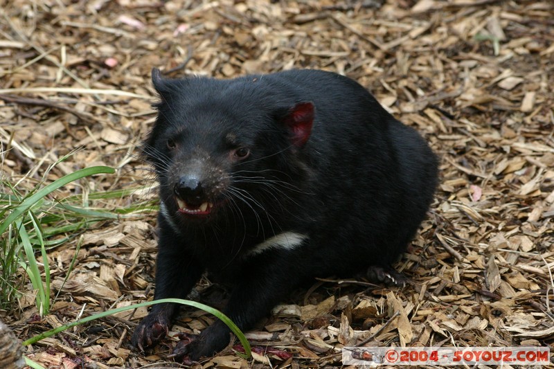 Australian animals - Tasmanian Devil
Mots-clés: animals animals Australia Tasmanian Devil Diable de Tasmanie