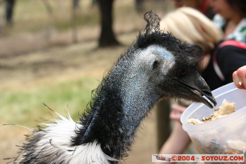 Australian animals - Emu
Mots-clés: animals animals Australia oiseau Emu