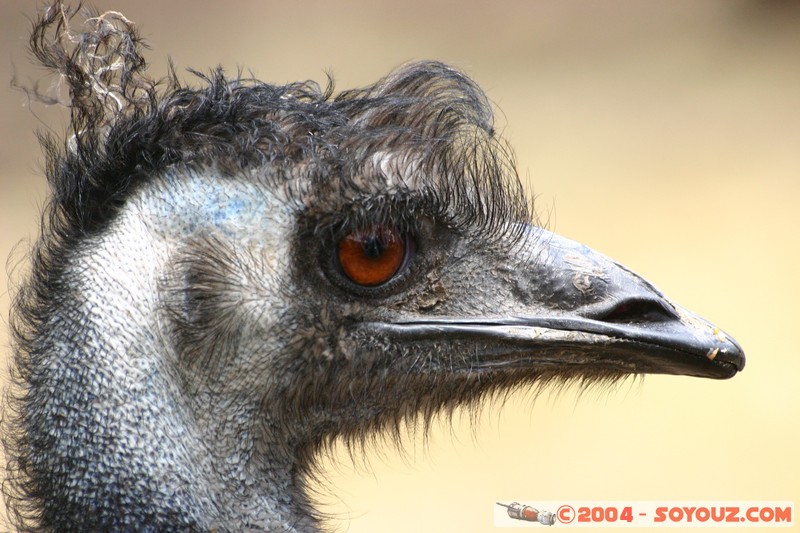 Australian animals - Emu
Mots-clés: animals animals Australia oiseau Emu