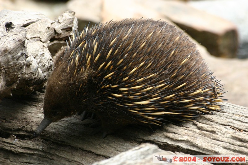 Australian animals - Echidna
Mots-clés: animals animals Australia Echidna