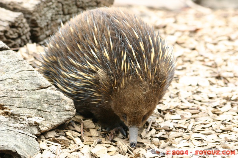 Australian animals - Echidna
Mots-clés: animals animals Australia Echidna