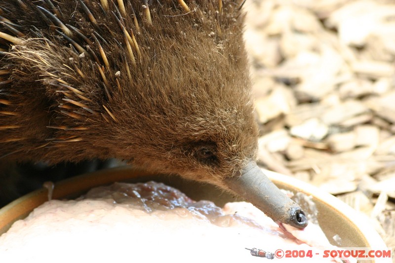 Australian animals - Echidna
Mots-clés: animals animals Australia Echidna