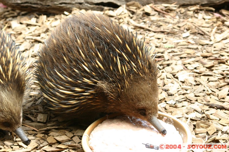 Australian animals - Echidna
Mots-clés: animals animals Australia Echidna