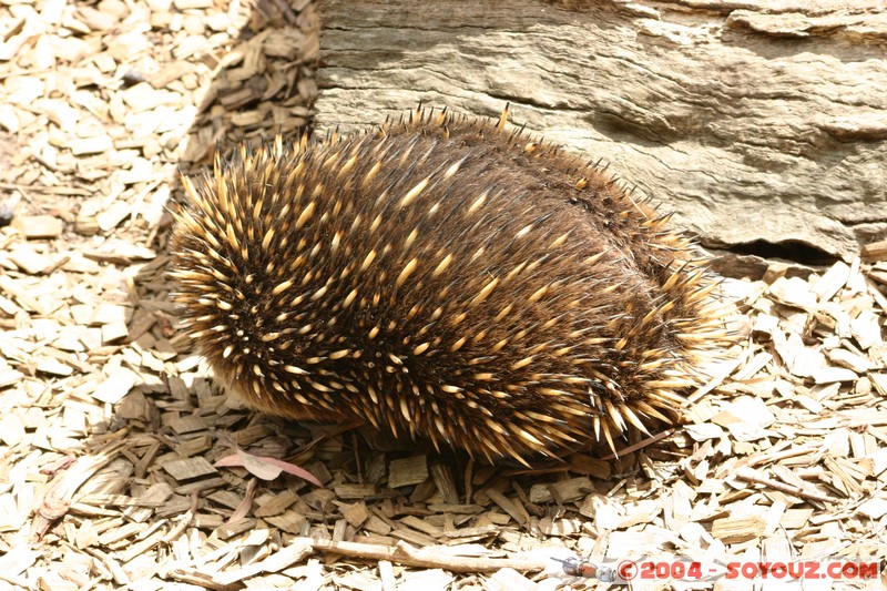 Australian animals - Echidna
Mots-clés: animals animals Australia Echidna
