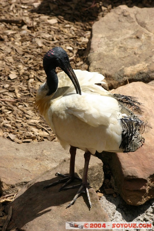 Australian animals - Australian White Ibis
Mots-clés: animals animals Australia Ibis oiseau