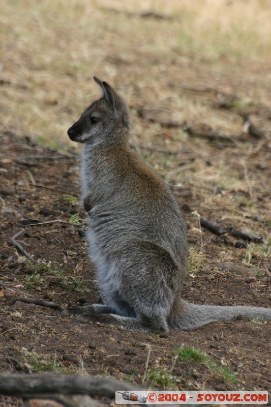 Australian animals - Wallaby
Mots-clés: animals animals Australia Wallaby