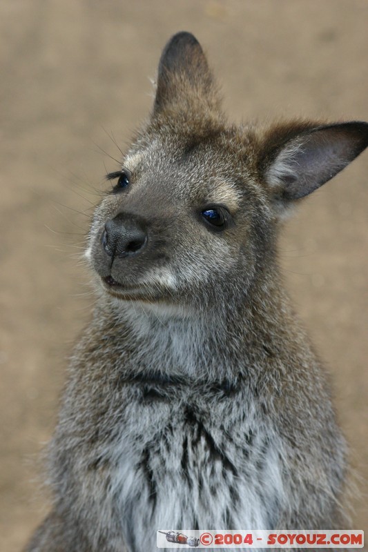 Australian animals - Wallaby
Mots-clés: animals animals Australia Wallaby