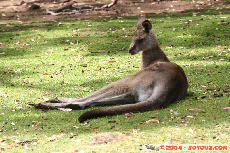 Australian animals - Kangaroo
Mots-clés: animals animals Australia Kangaroo kangourou