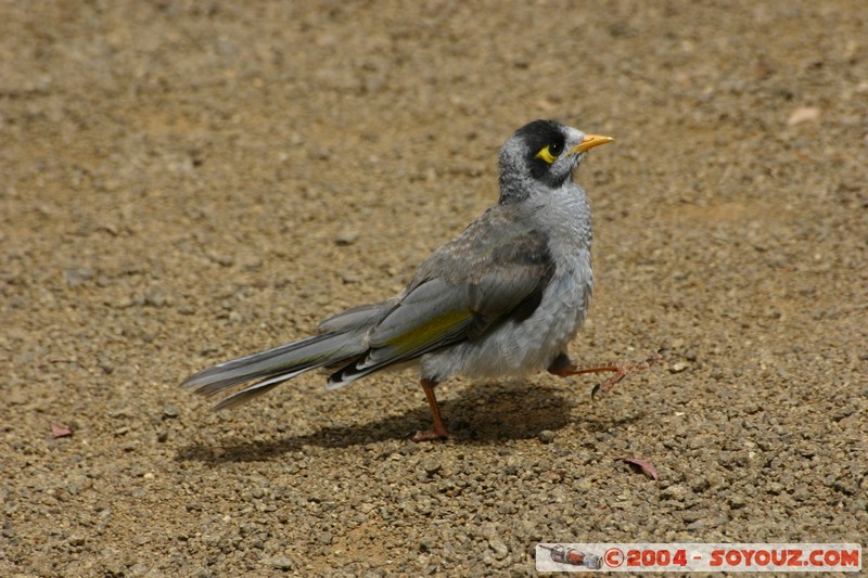 Australian animals - Noisy Miner
Mots-clés: animals animals Australia oiseau Noisy Miner